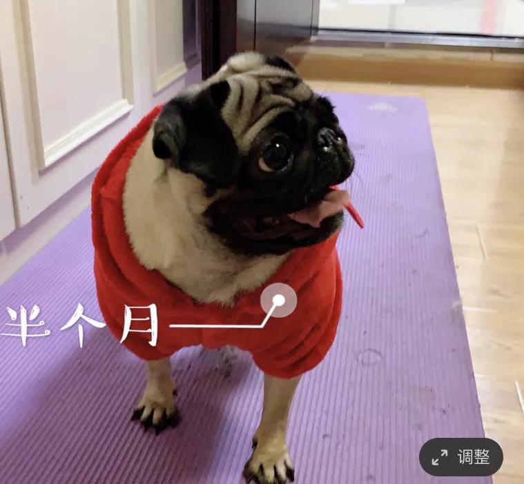 夏天泰迪狗狗生产注意事项,狗狗怀孕要生产的症状有哪些