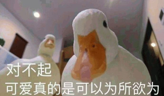 王思聪买的宠物鸭,王思聪买的鸭子