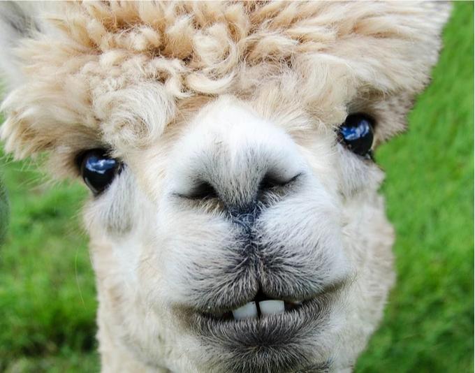 怎样剔除垃圾基金,买到了垃圾资产怎么办