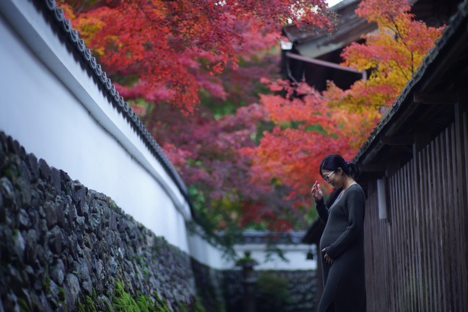 京都赏枫2022,京都赏枫必去景点有哪些好玩的