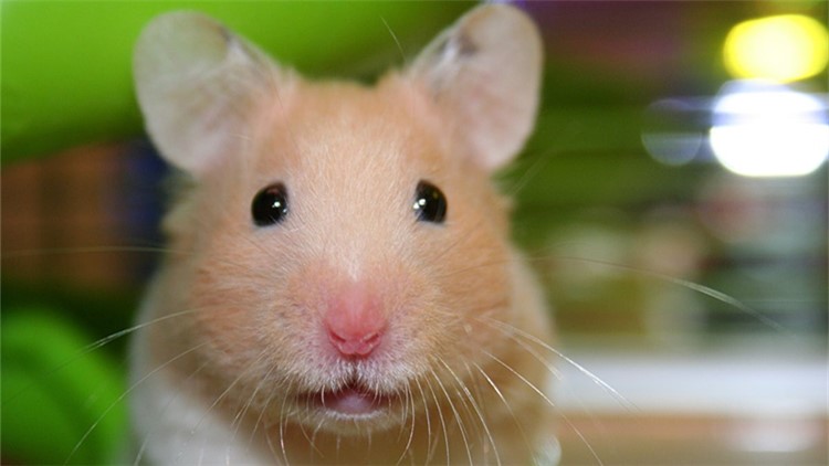 自制仓鼠磨牙工具,最好用什么给仓鼠磨牙齿