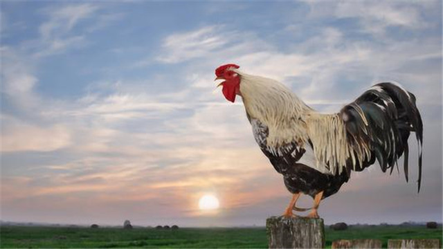 十年鸡头胜砒霜的意思,十年鸡冠越老越有毒吗