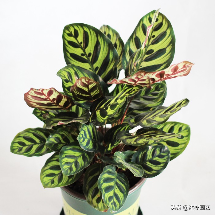 孔雀身体发白,孔雀竹芋矮小