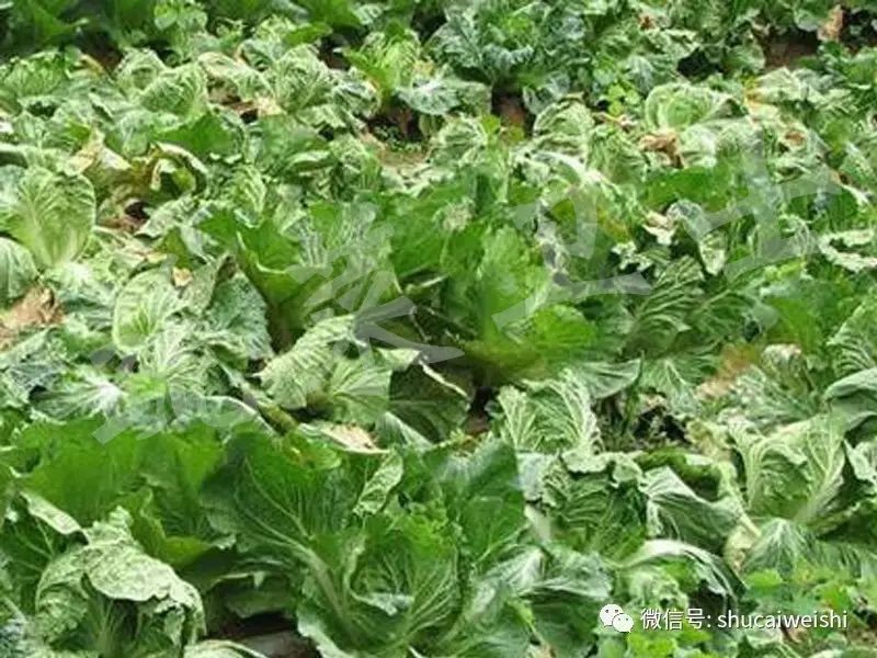 十字花科蔬菜根肿病怎么治疗,十字花科植物根肿病发生规律