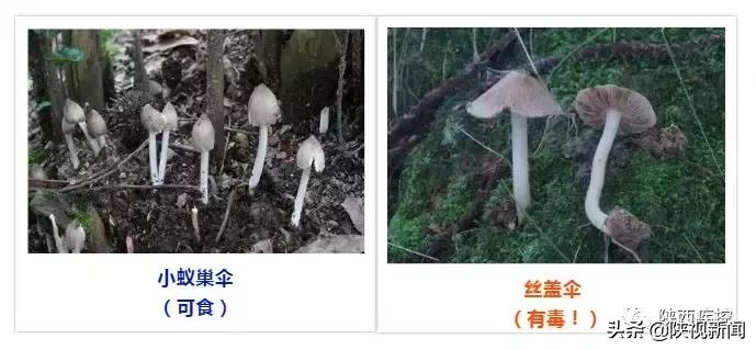 野生蘑菇吃的时候怎么辨别有毒,警惕野生蘑菇不能随便采小心中毒