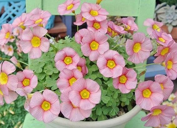 三叶草属于幸运草吗,三叶草是幸运的象征