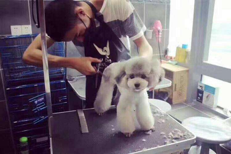 泰迪有几个品种颜色,泰迪有很多种颜色