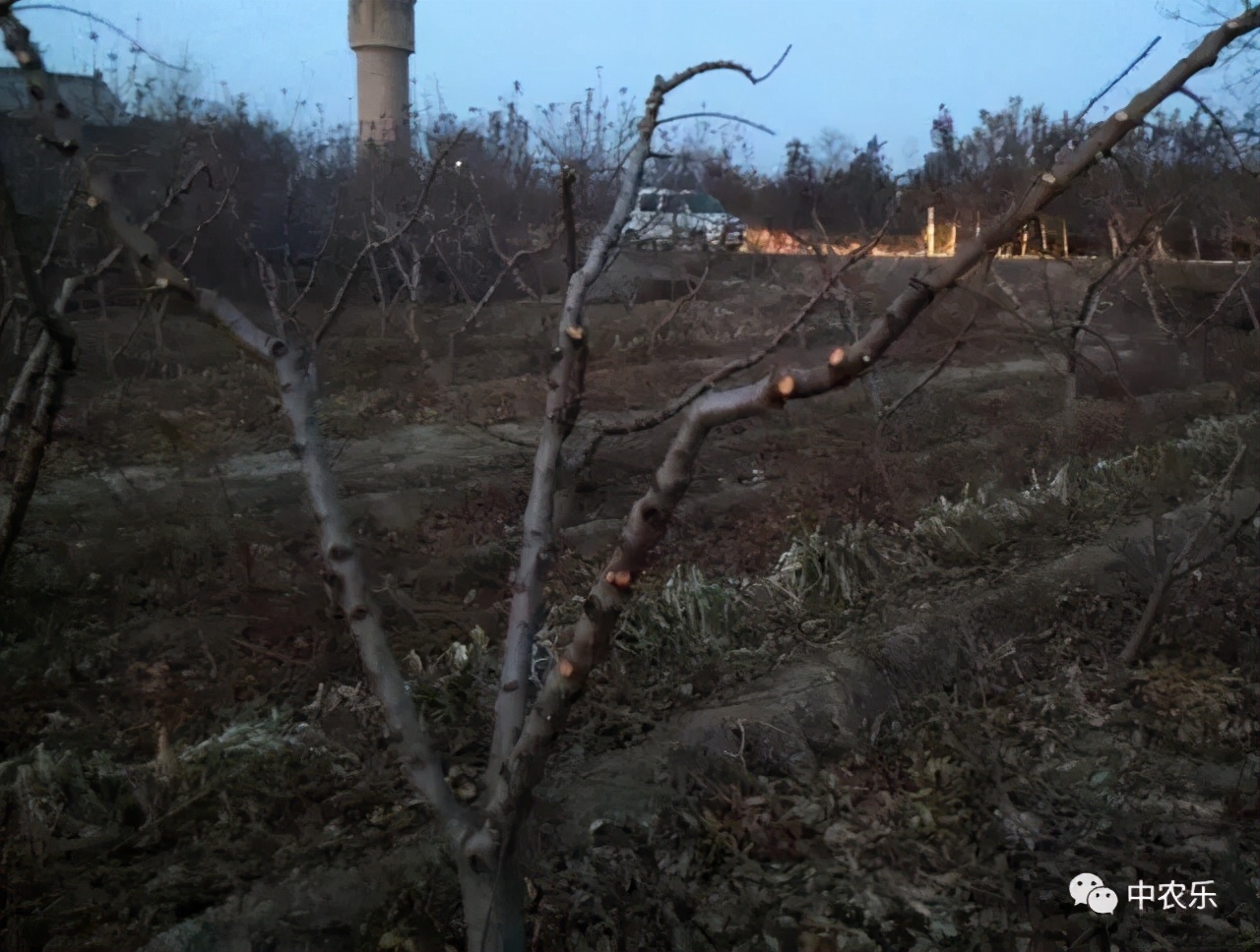 桃树长放修剪好、还是短截修剪好?