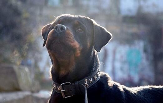 十大不建议养的小型狗,最难养的5种狗没想到第一名是它