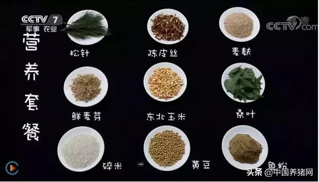 cctv致富经黑猪,cctv7农业节目致富经香猪