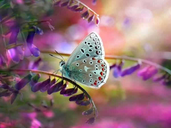 欢乐小金鱼儿,欢乐小金鱼擦炮