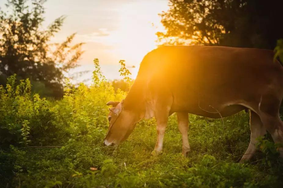 北海去涠洲岛坐船攻略,西安北海涠洲岛自助游攻略