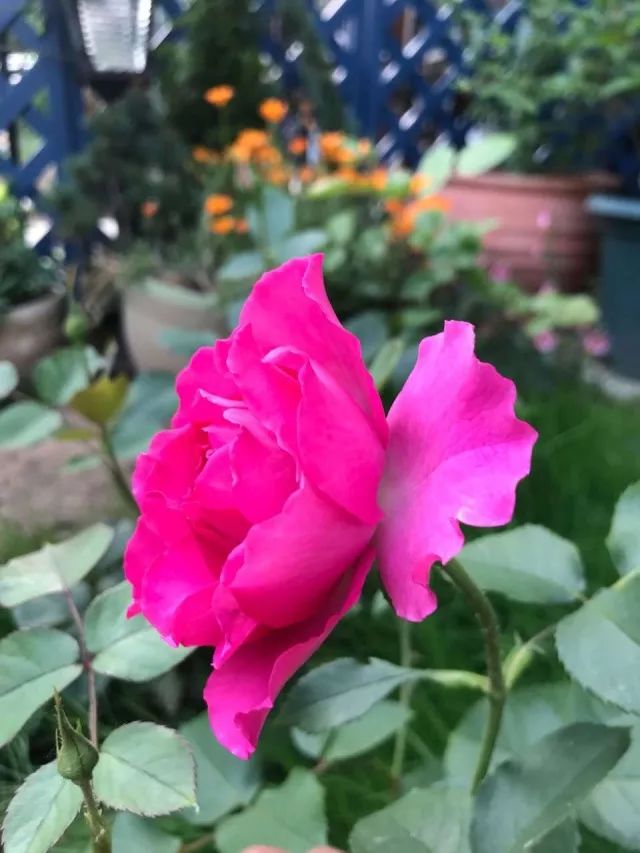 玫瑰爆芽初期怎么爆更多芽,玫瑰爆根的方法