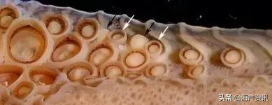 硬核科普全部,硬核科普大全视频