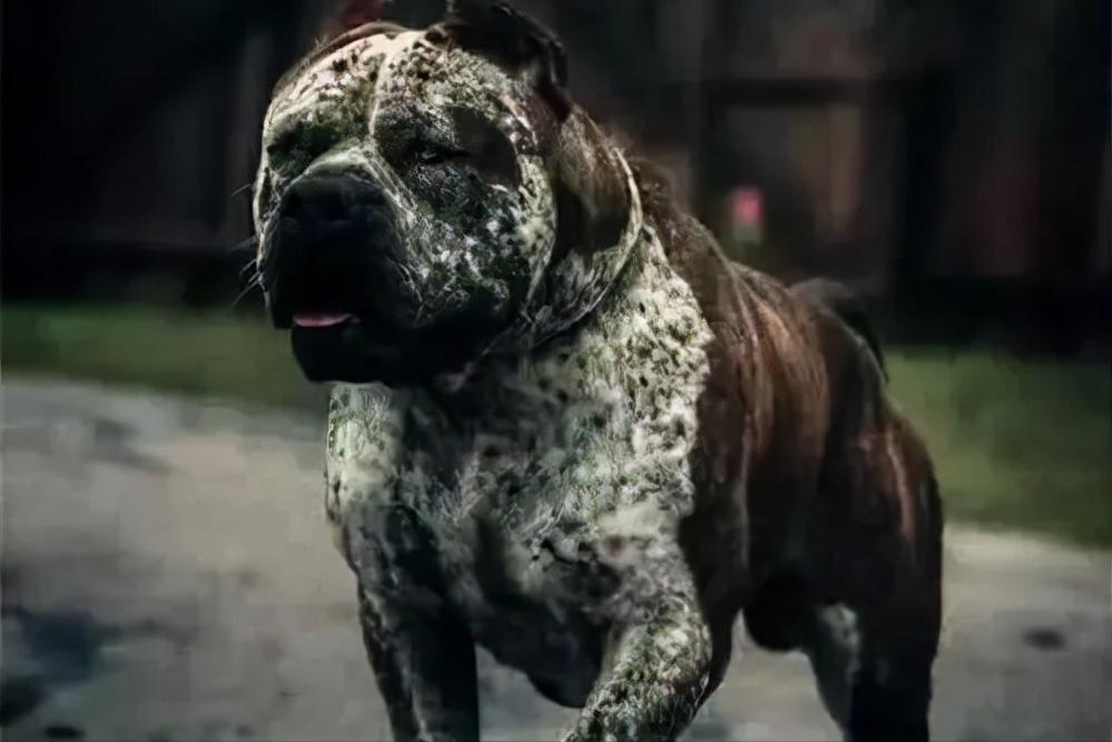 加纳利犬十大猛犬,加纳利犬真的是杀人犬吗