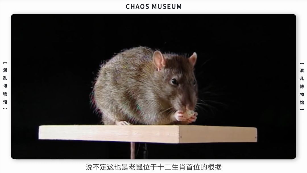 米老鼠是耗子吗,米老鼠原型是什么鼠