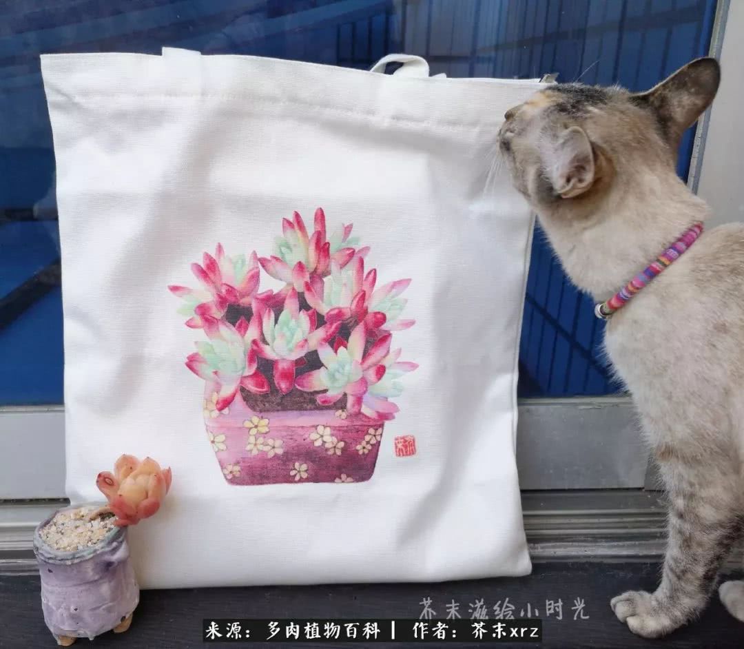 那个爱画多肉的小姑娘带着她的心头肉又来啦！