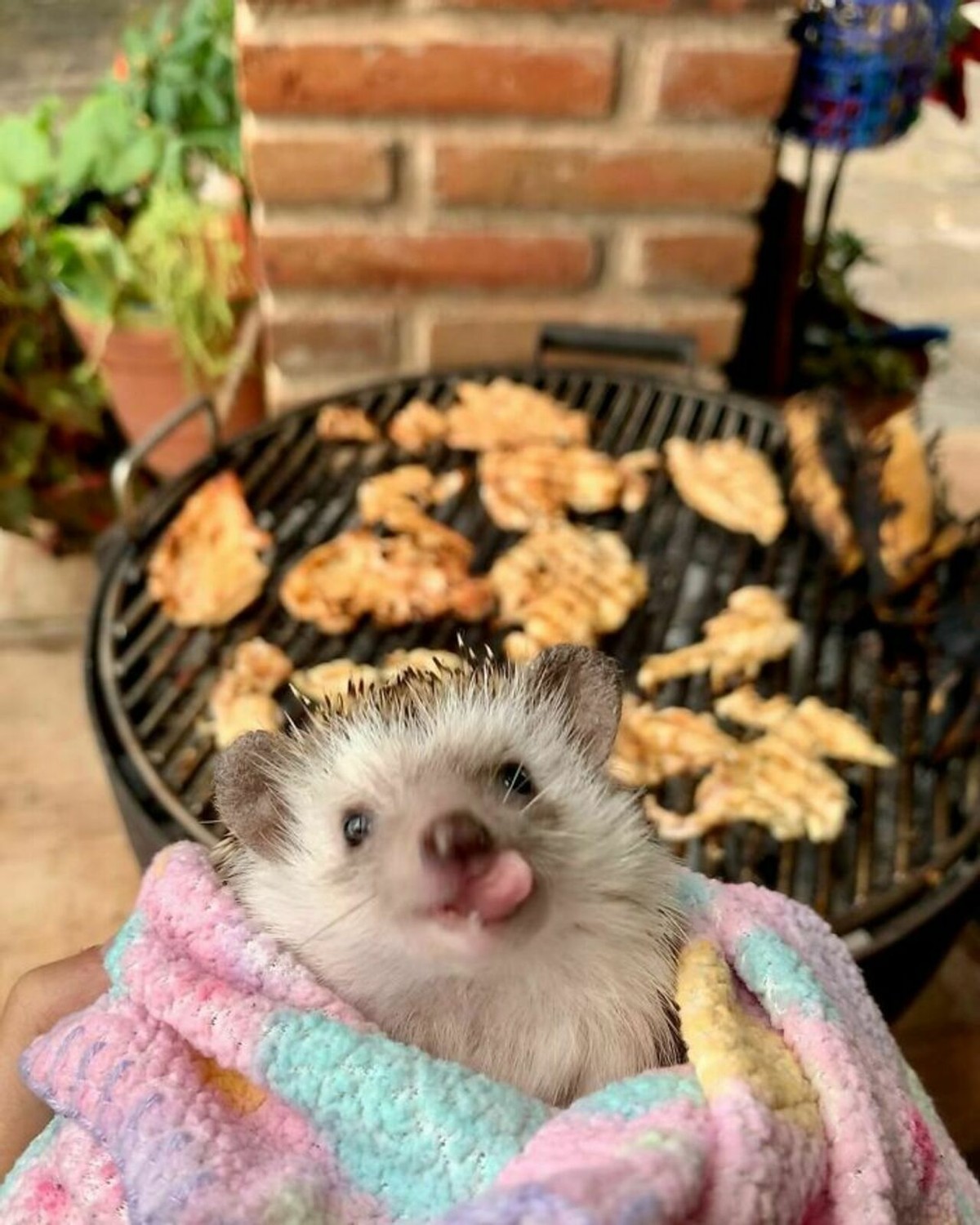 25张宠物刺猬生活的照片,从园艺到腹部按摩