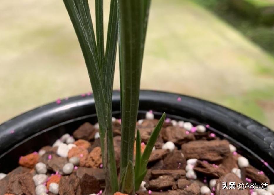 兰花蕙兰绝品传奇,每日一品茶叶