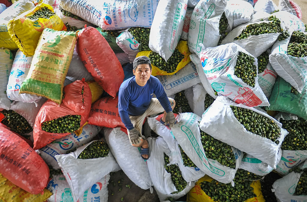 槟榔属于软性毒品吗,槟榔的危机有多大