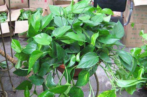 土培绿萝怎样让叶子生长快速,水培绿萝叶黄了怎么养才能更旺盛