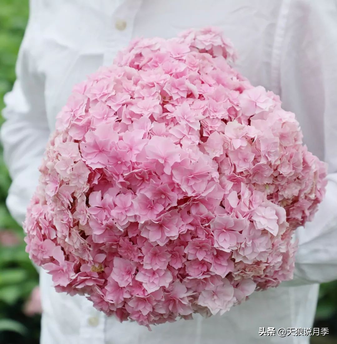 绣球季家里不缺花，全场8折迎初夏