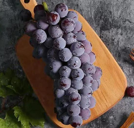 参展企业介绍,参展种业博览会的公司