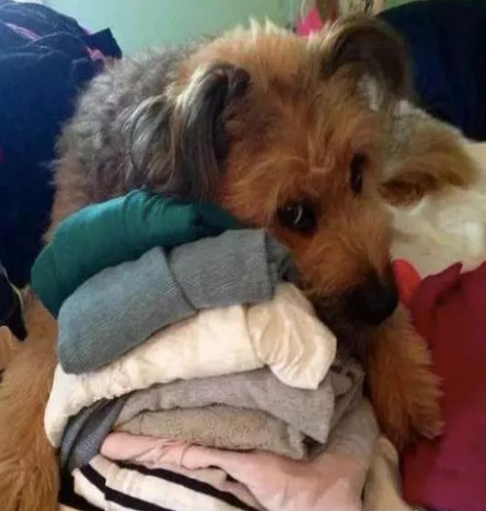 举报偷渡入境人员,偷渡入境的猫