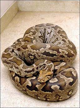 十大珍稀皮料,珍稀皮革