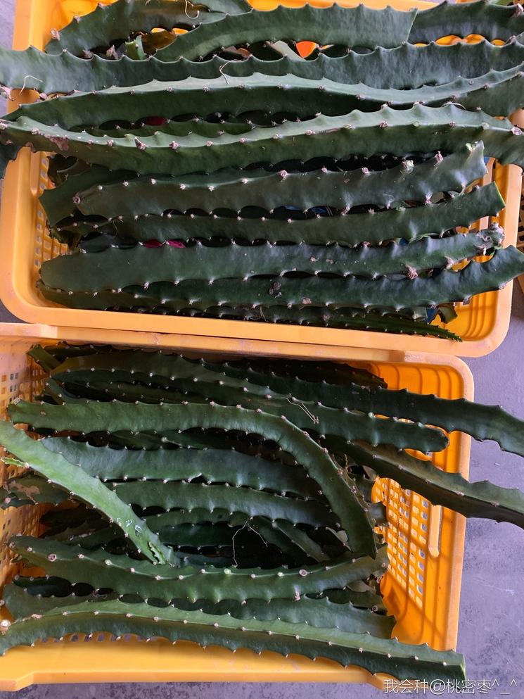 燕窝级火龙果,燕窝果海南火龙果