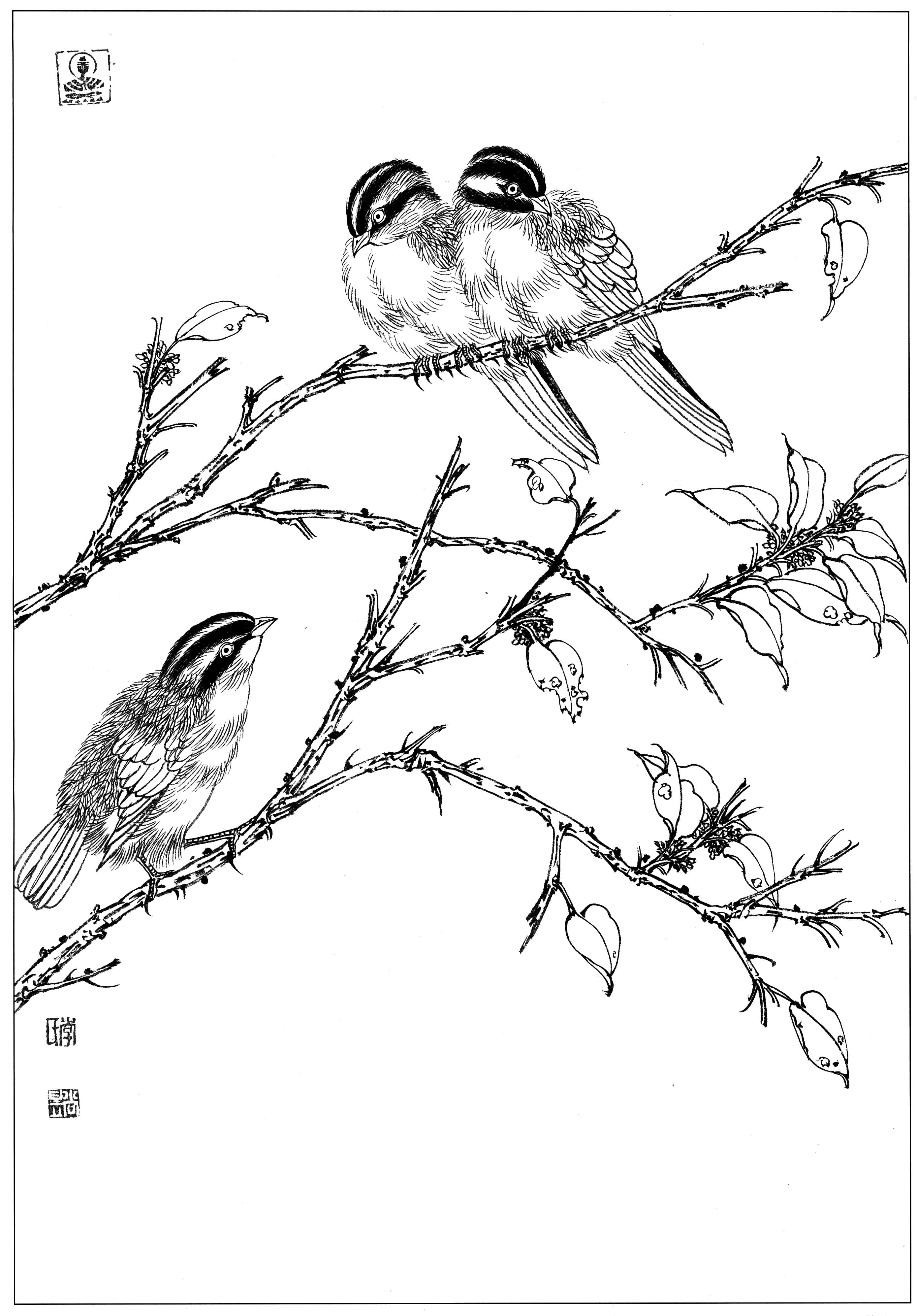 花鸟工笔四条屏白描高清大图,牡丹六尺横幅白描工笔花鸟底稿