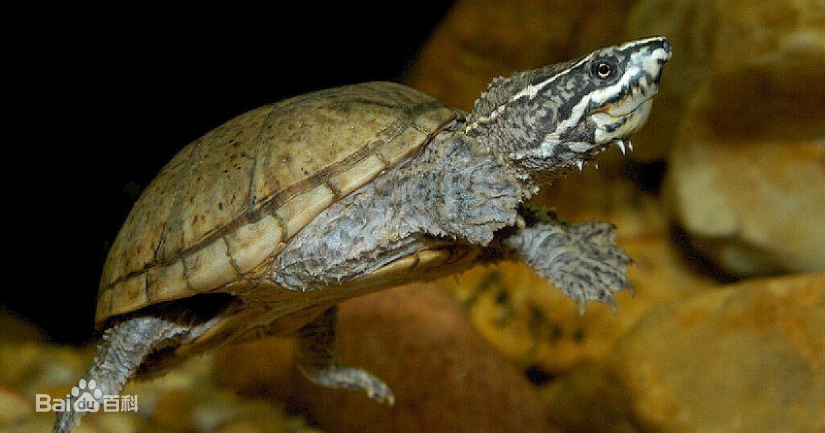 宠物龟忍者怎样饲养,东北饲养宠物龟品种