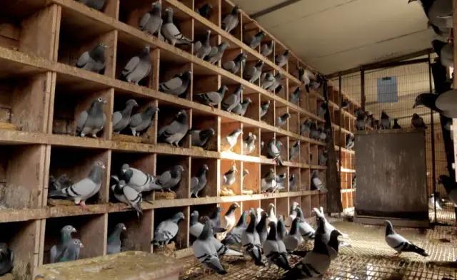 投资养鸽最好的方法,蜂箱养鸽收益怎么样