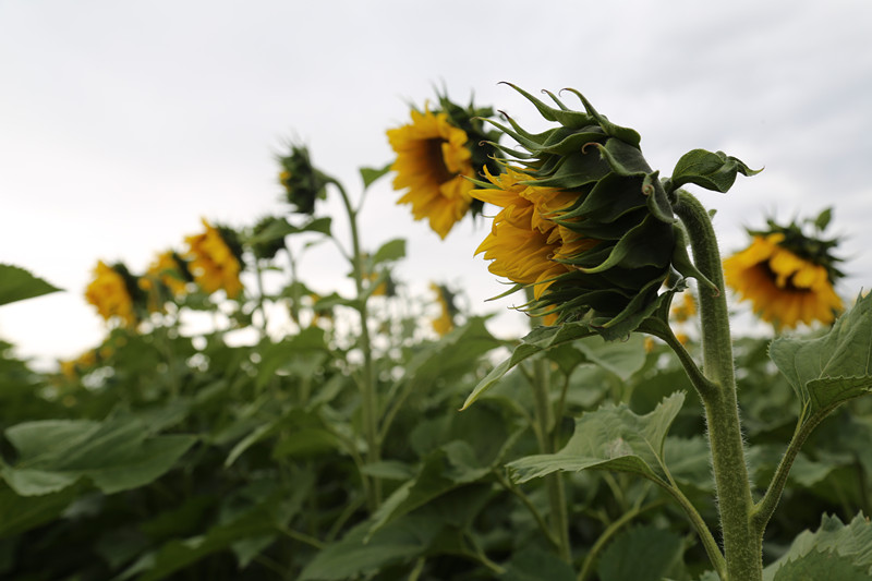 新疆兵团农七师128团,兵团第七师农业种植
