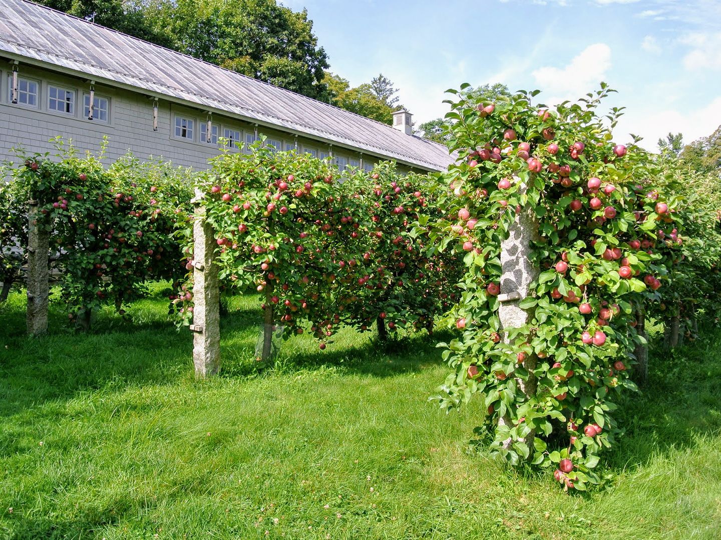 苹果拍照有黑斑最简单的修复方法,苹果成熟期黑斑和红点是什么原因