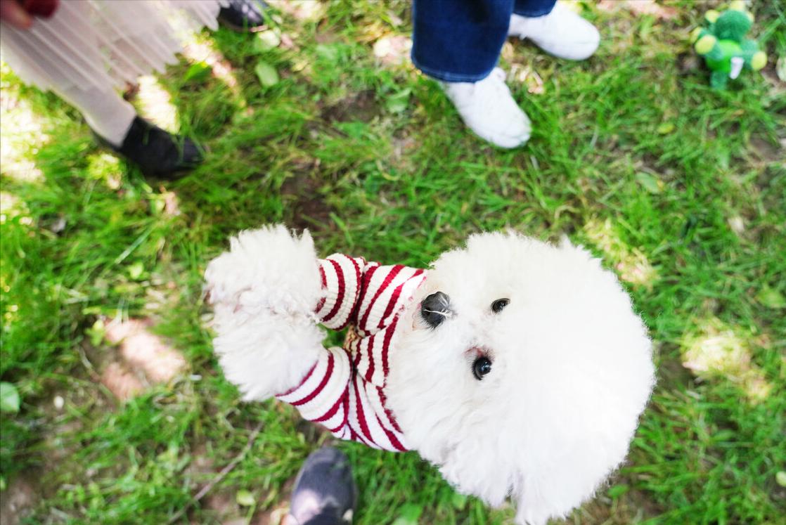 便宜且容易饲养的5种狗,狗界最忠诚的6种狗养过的人都懂