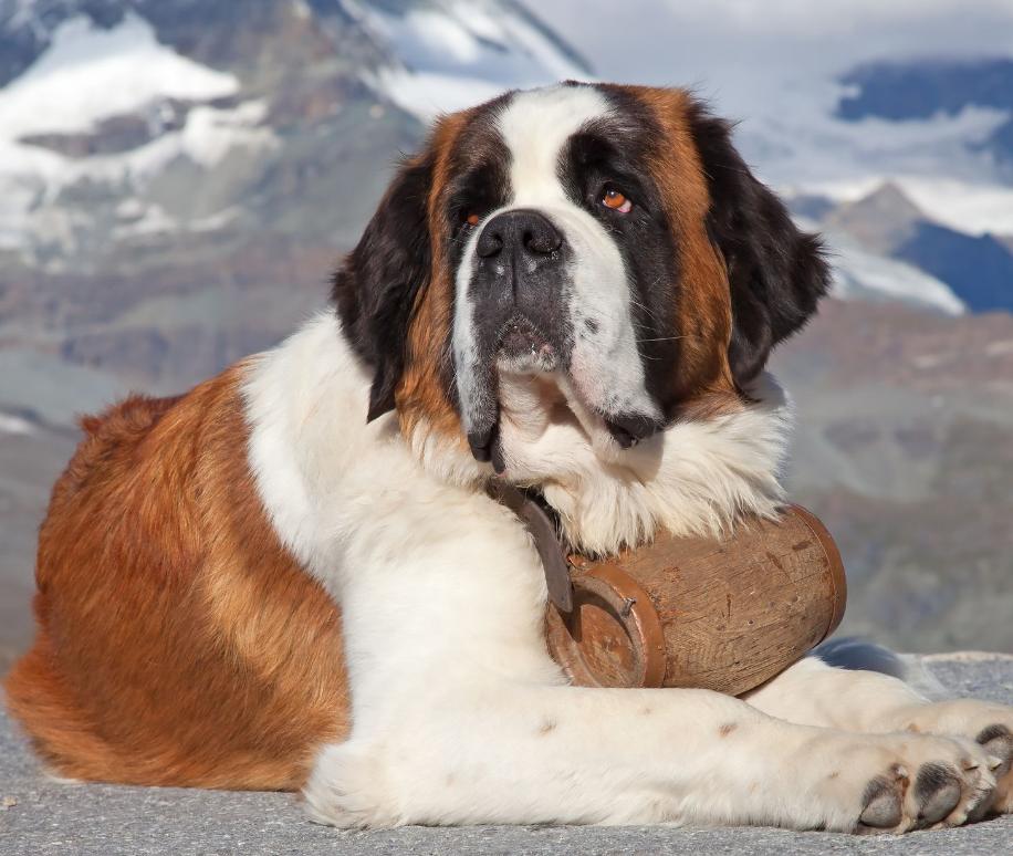 公认十大最好养的狗中型犬,狗界无攻击性的三大犬