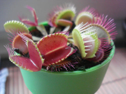 养什么植物能驱赶蚊子苍蝇,家里养盆栽会有小蚊子吗