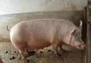 母猪技术指导,母猪分娩的正确步骤