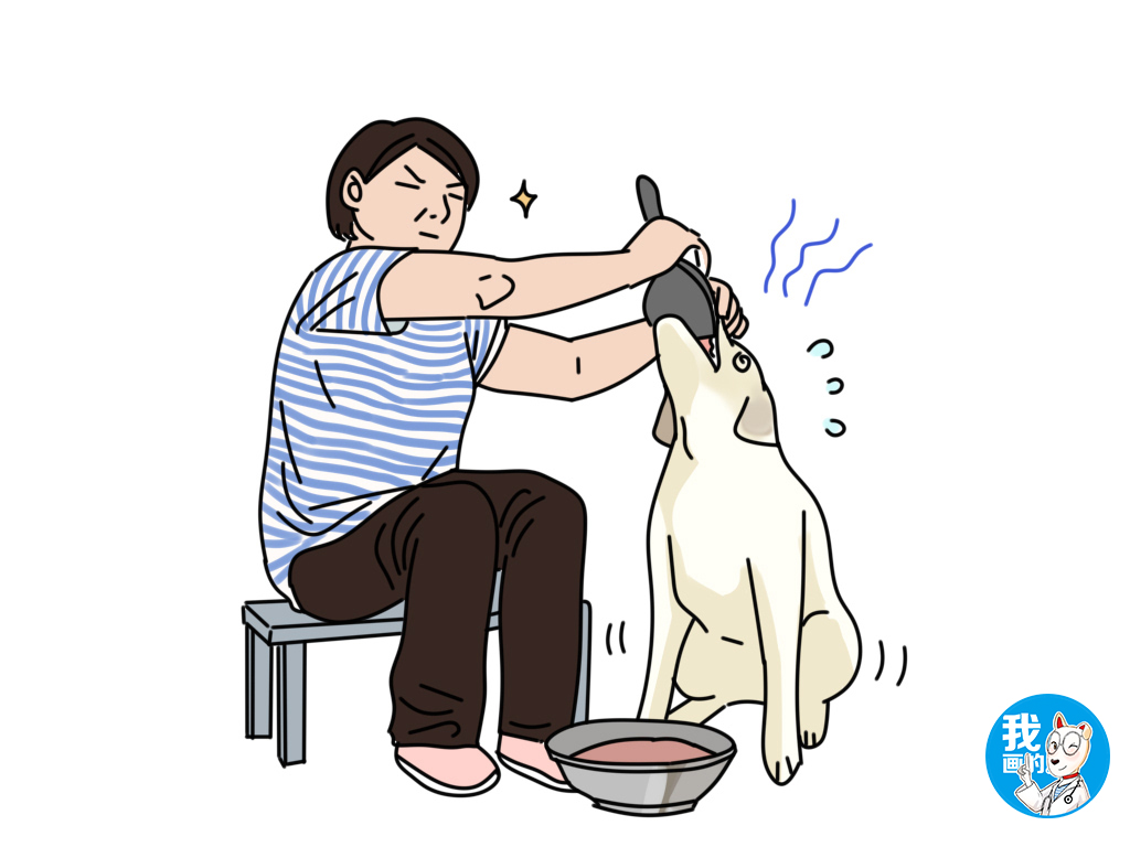 狗狗能尝出西瓜的味道吗,狗狗到底知不知道酸甜苦辣