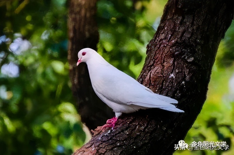 《小爱同学》《独角兽》《吸铁石》《美伊公主》