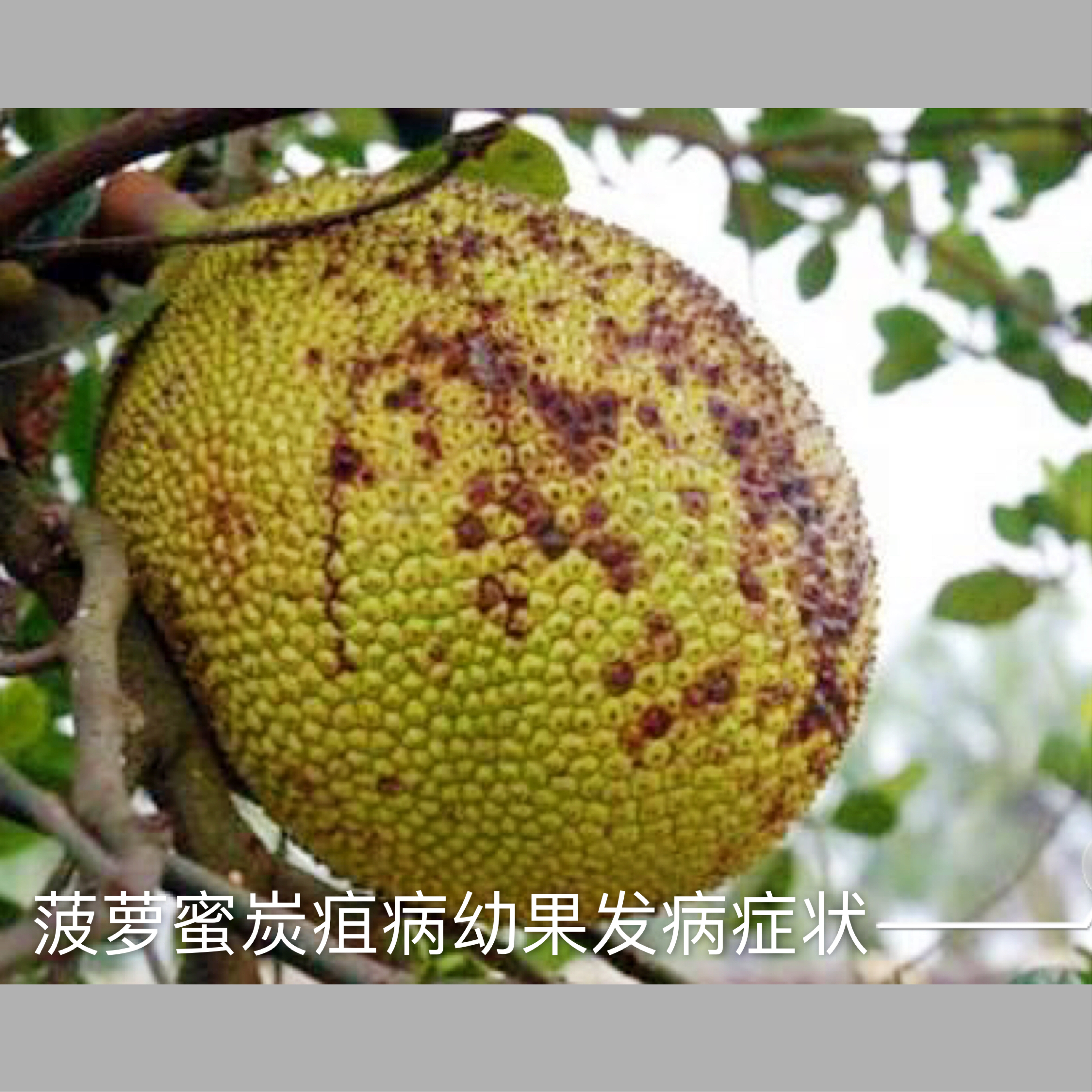 菠萝蜜树病菌防治方法,菠萝蜜怎样防治挂果初期果腐病