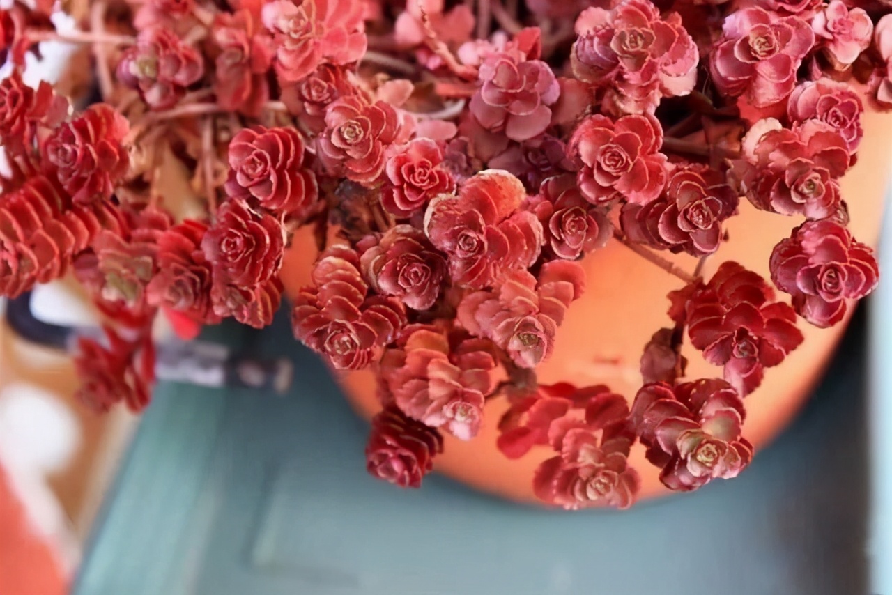 推荐几个玫瑰形的多肉植物,最像玫瑰花的8款多肉