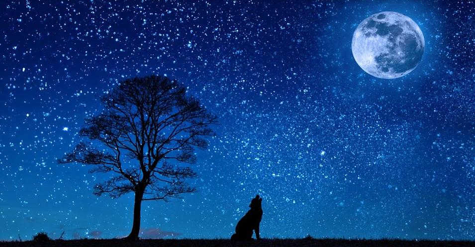 arbor植树节,arborday