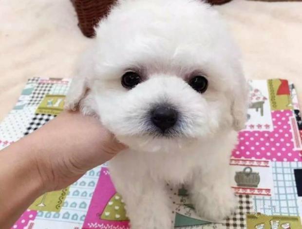 比熊怎么根据年龄选择狗粮,比熊优质狗粮怎么选择