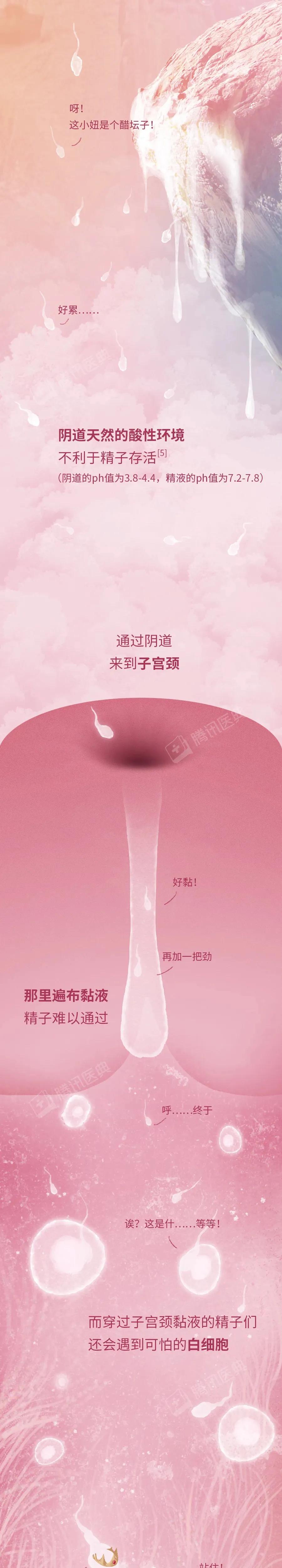 精子与卵子结合孕育生命全过程,精子和卵子孕育的全过程