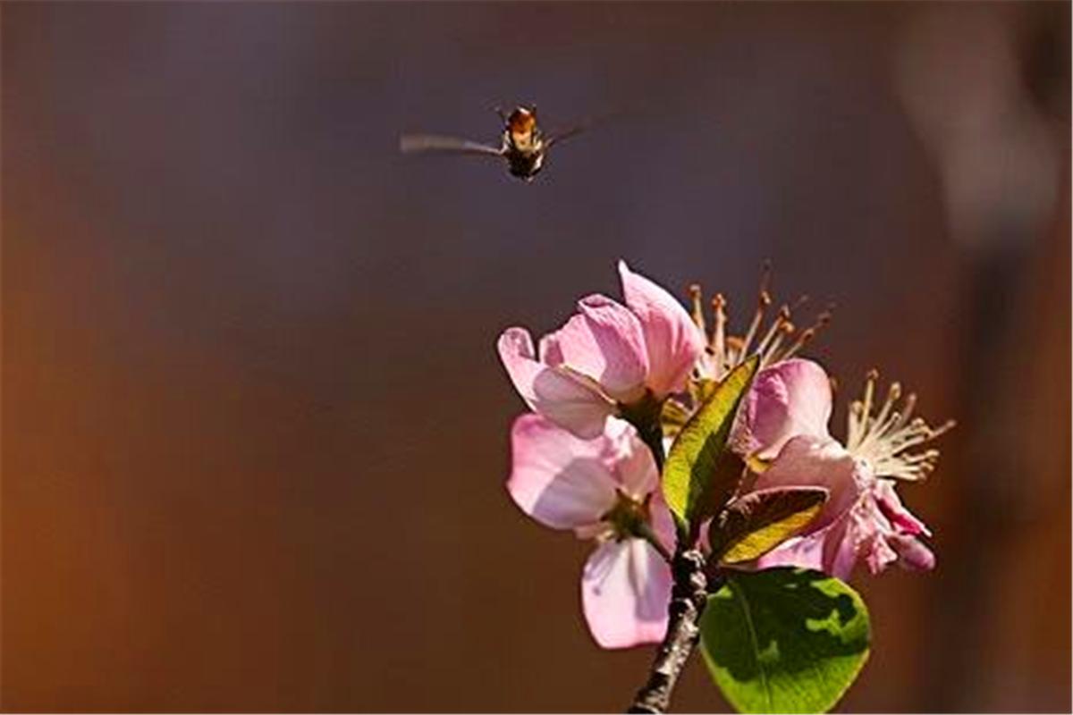 2019无春年是什么意思,过去老话讲无春之年是啥意思