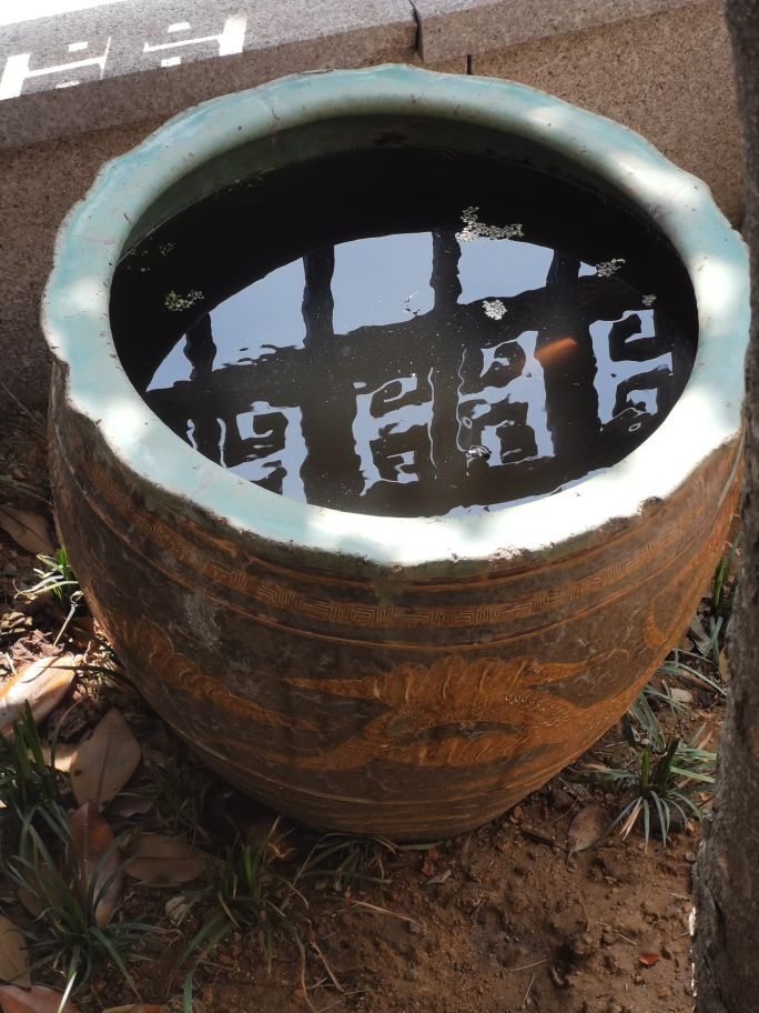 紫清山房琐记（135）栽种睡莲