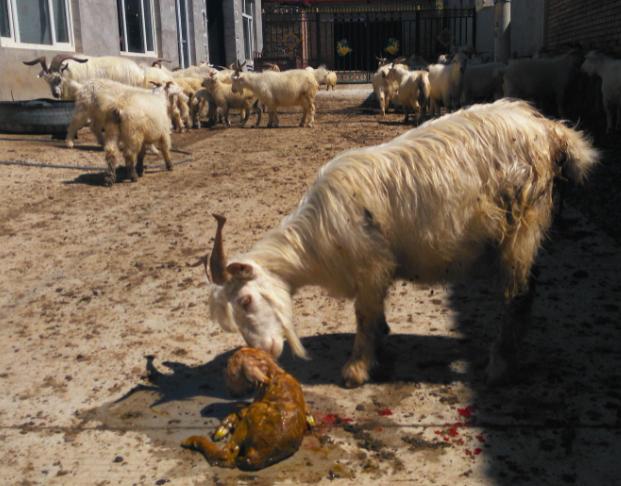 养羊如何让羊快速产奶水,羊生下来以后母羊如何护理