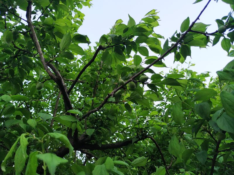 林逋隐居西湖孤山,林逋隐居杭州孤山阅读答案